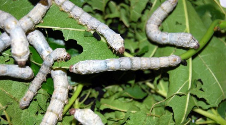 Cycling kit and “smart fabrics” made from Silkworms