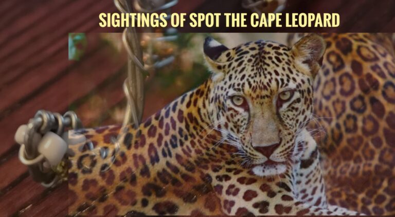 Cape Leopard