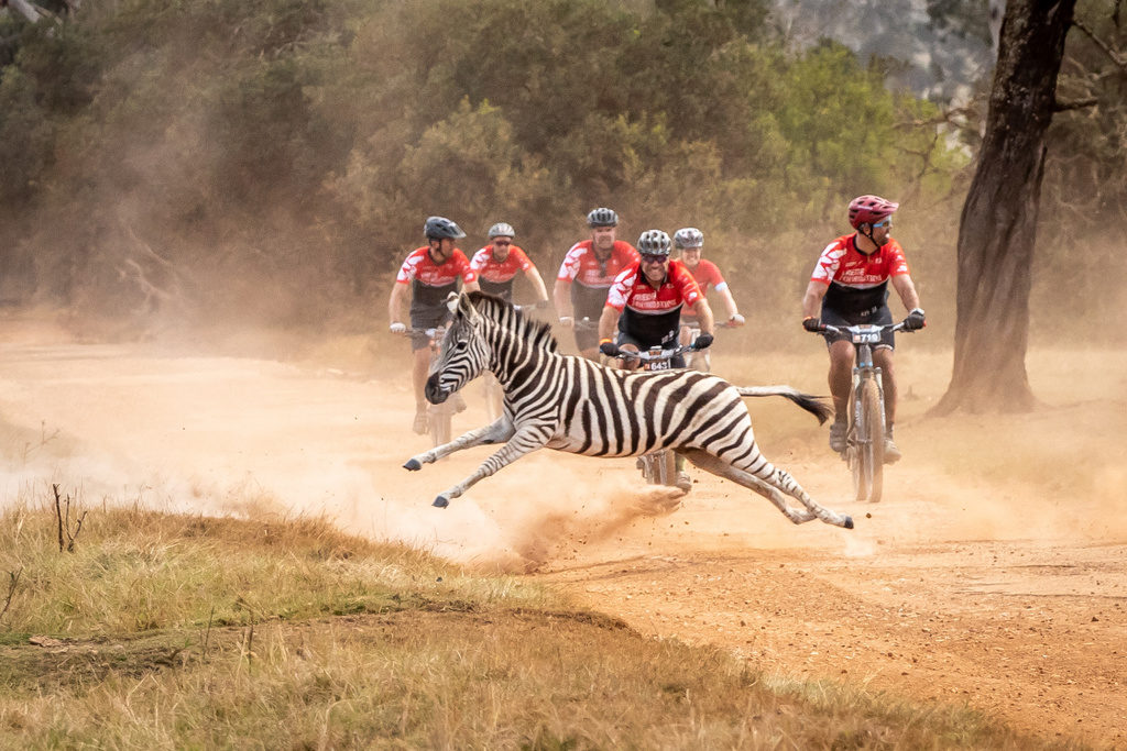 Starting and finishing in the Plettenberg Bay Game Reserve wildlife sightings and close encounters are virtually guaranteed on the opening day. Photo by Oakpics.com.