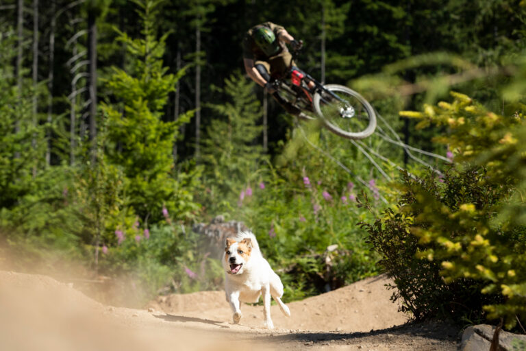 Dogs Tale